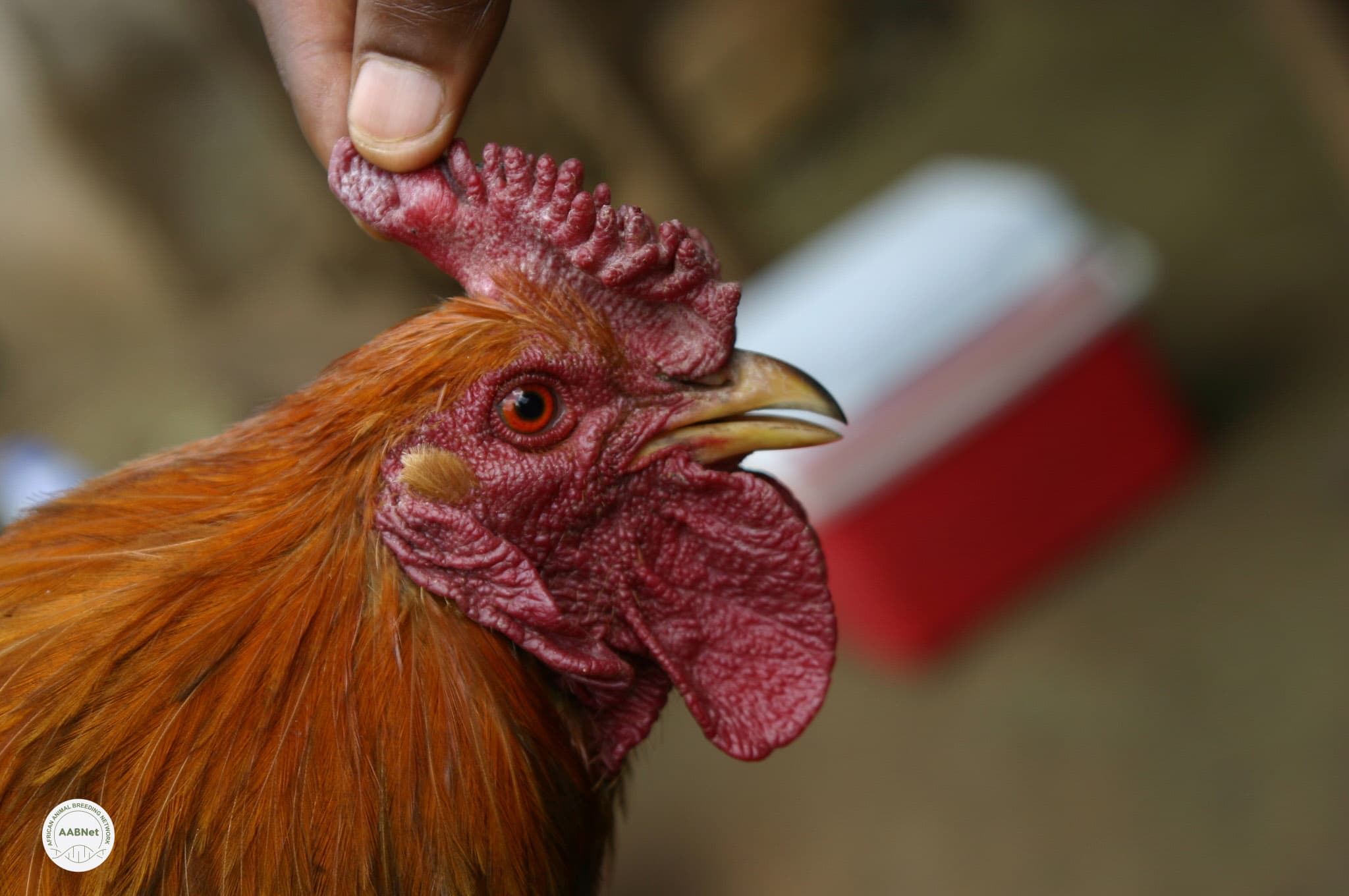 African Animal Breeding Network (AABNet)
